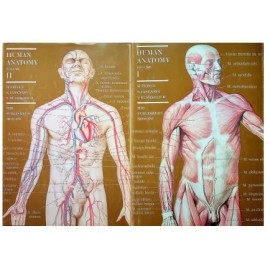 Human Anatomy 2 tomy kpl Prives Lysenkov