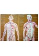 Human Anatomy 2 tomy kpl Prives Lysenkov