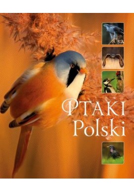 Ptaki Polski Karolina Matoga